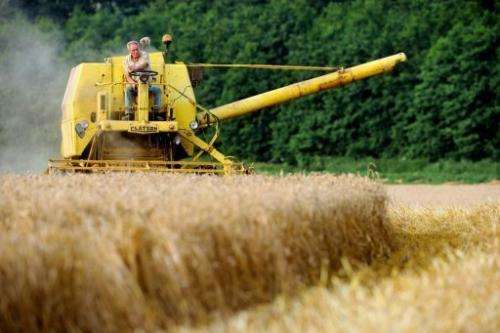 A farmer drives his combine harvester on a wheat field, August 11, 2012, in Cassel, northern, France