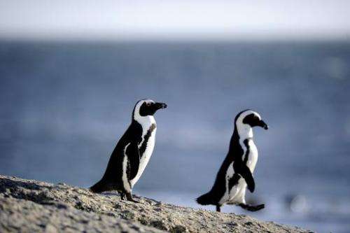 African penguins are pictured on March 16, 2011 in Simon's Town near Cape Town, South Africa