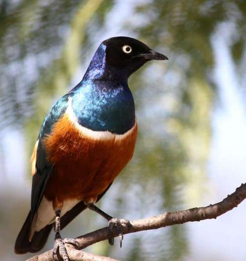 African starlings: Dashing darlings of the bird world in more ways than 1