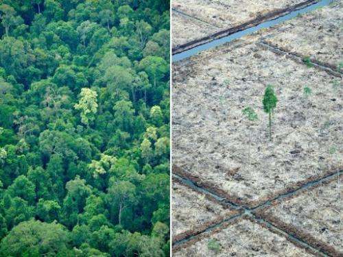 A Greenpeace photo of Sumatra island shows an area of rainforest after logging and a protected area, October 16, 2010