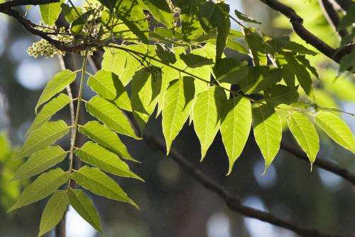 Ailanthus tree's status as invasive species offers lesson in human interaction