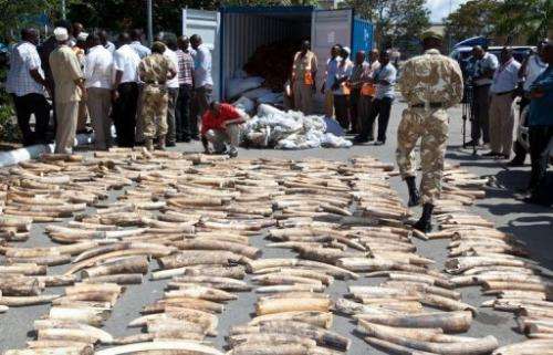 A Kenya Wildlife Service (KWS) officer counts seized elephant tusks at the port of Mombasa on July 3, 2013