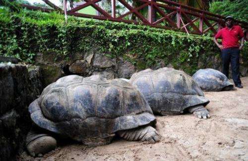 Aldabra giant tortoises are pictured at a botanic garden in Mahe, Seychelles on March 5, 2012