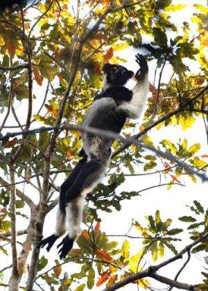 A male Indri Indri Lemur leaps among trees while in search of food, at a nature reserve in Andasibe, Madagascar, on September 17