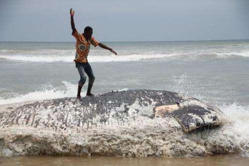 A man stands on a dead whale on September 5, 2013 in Kokrobite, a coastal village just outside Accra