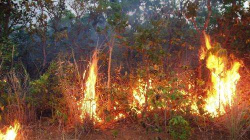 Amazon forest fire risk to increase in 2013