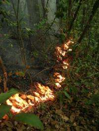 Amazon wildfires threaten bird communities