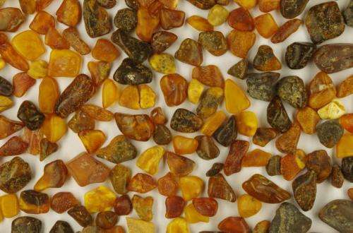 Amber provides new insights into the evolution of the Earth's atmosphere