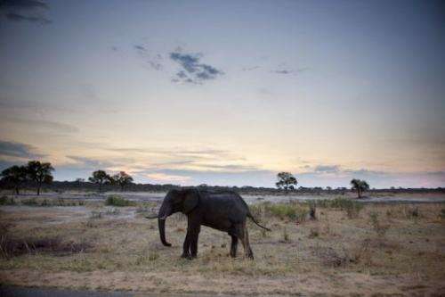 An African elephant is pictured on November 19, 2012, in Hwange National Park in Zimbabwe