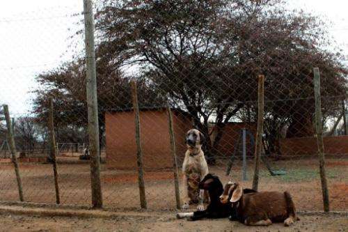 An Anatolian Shepherd dog and two goats sit at The Cheetah Conservation Fund  in Otjiwarongo, Namibia, August 13, 2013