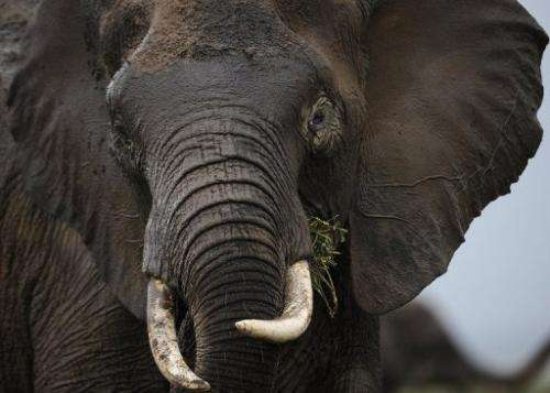 An elephant at the Amboseli game reserve in Kenya on December 30, 2012