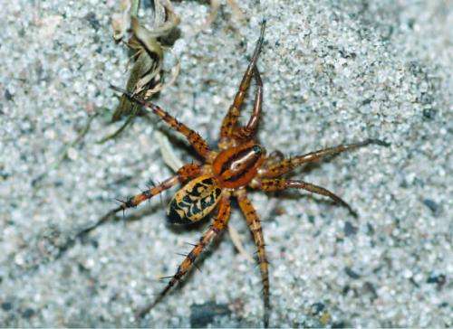 A new cryptic spider species from Africa