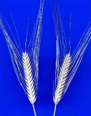 A new future for an old crop: barley enters the genomics age [research]