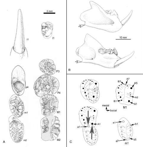 A new Haramiyid indicating a complex pattern of evolution in Mesozoic mammals