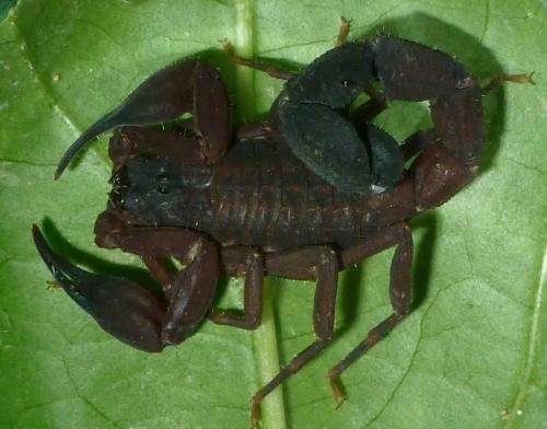 A new scorpion species adds to the remarkable biodiversity of the Ecuadorian Andes