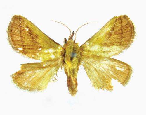 A new species of yellow slug moth from China
