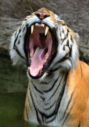 An Indian Royal Bengal Tiger at the Nehru Zoological Park in Hyderabad, India on May 11, 2011