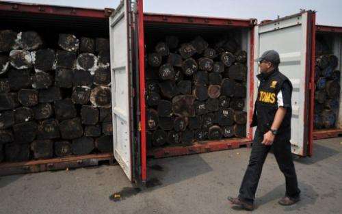 An Indonesian customs officer inspects illegal logs placed inside containers at Jakarta port on September 20, 2011
