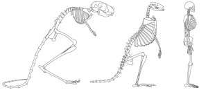 Anthropologists confirm link between cranial anatomy and two-legged walking