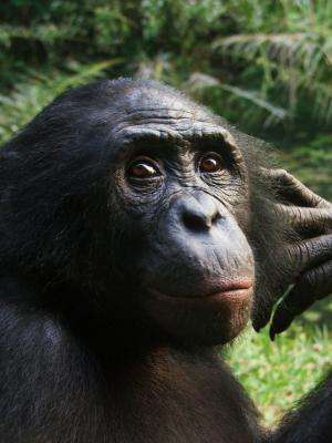 Apes get emotional over games of chance