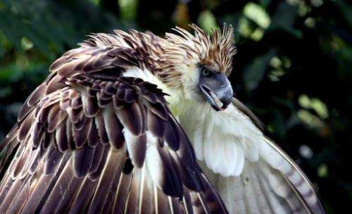 A Philippine eagle at the Philippine Eagle Center in Davao, on the southern island of Mindanao on April 9, 2011
