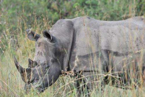 A photo taken on February 6, 2013 shows a rhinoceros resting in the Kruger National Park near Nelspruit, South Africa