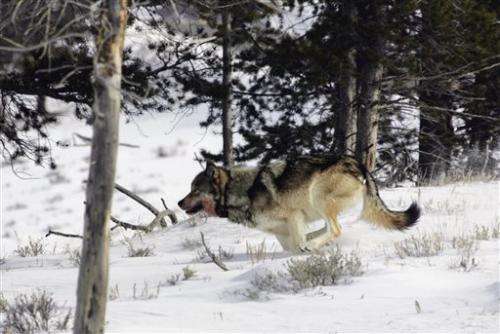 APNewsBreak: Plan lifts Lower 48 wolf protections
