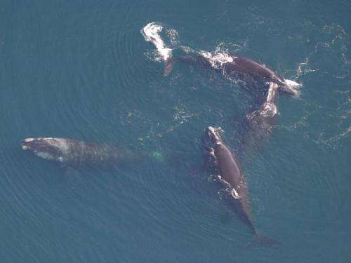 Are North Atlantic right whales mating in the Gulf of Maine?