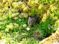 A roly-poly pika gathers much moss