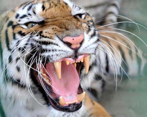 A Royal Bengal tiger inside his enclosure at the Kamla Nehru Zoological Garden in Ahmedabad, on May 18, 2009