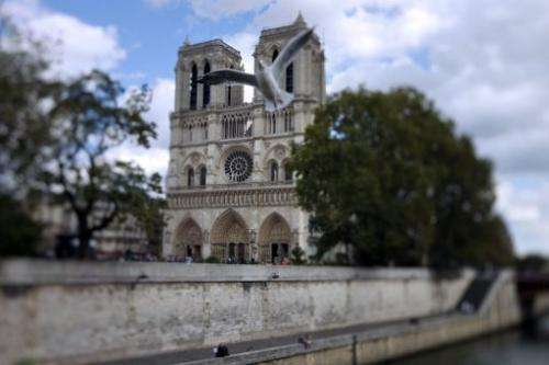 A seagull flies in front of Notre-Dame de Paris cathedral on September 19, 2011 in Paris