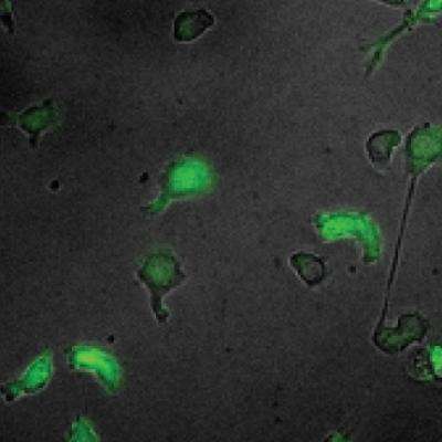 A secret to making macrophages