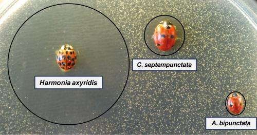 Asian lady beetles use biological weapons against their European relatives