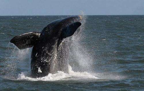 A Southern Right whale is seen near the town of Hermanus, at the southern coast of South Africa on September 5, 2013