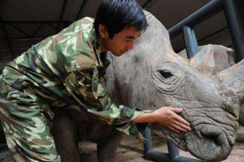 A staff member at Puer National Park with an African rhino in a new enclosure in southwest China's Yunnan province