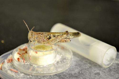 ASU researchers developing sustainable ways to manage locust outbreaks worldwide