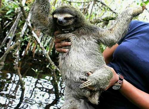 Attempted live sloth export sparks international conservation incident