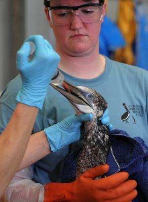 A volunteer holds an oil-covered Northern Gannet in Fort Jackson on May 1, 2010 after the the Deepwater Horizon leak