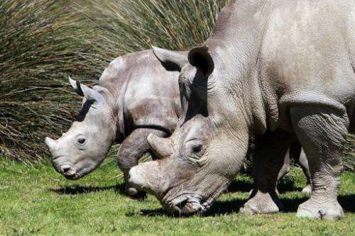 A white rhinoceros in captivity at Sigean's zoo on April 23, 2013 in Sigean, France