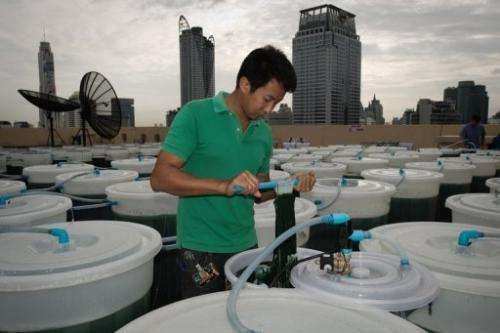 A worker checks a spirulina farm on the top of a hotel in Bangkok on June 24, 2013