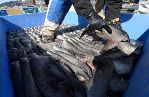 A worker packs shark fins in a plastic containeer at a processing factory in Japan on March 12, 2013