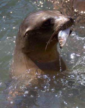 A young sea lion eats fish as it recovers at the Marine Mammal Care Center in San Pedro, California on April 9, 2013