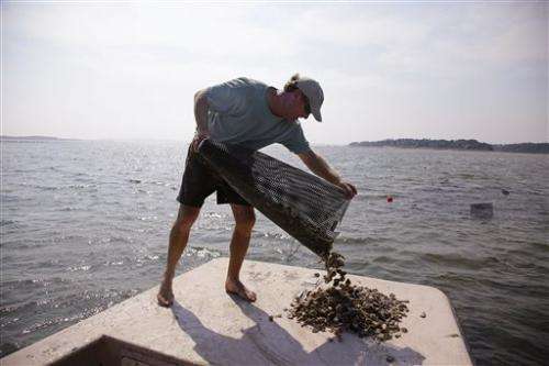 Bacterial outbreak roils Mass. oyster industry
