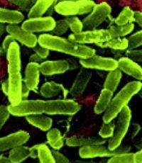 Bacteria Sent Into Space Behave in Mysterious Ways