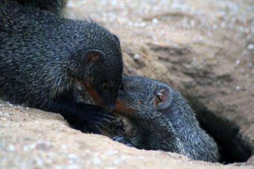 Banded mongooses structure monosyllabic sounds in a similar way to humans