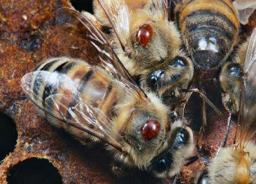 Battle against bee blood eating Acari