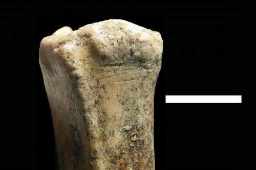 Baylor University researcher finds earliest evidence of human ancestors hunting &amp;amp; scavenging