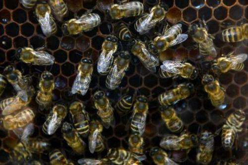 Bees have a much greater economic value than is widely known, according to a scientific probe into strawberry-growing published 