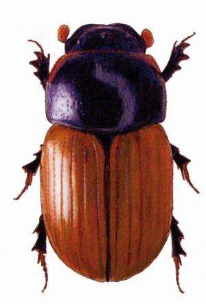 Beetles modify emissions of greenhouse gases from cow pats