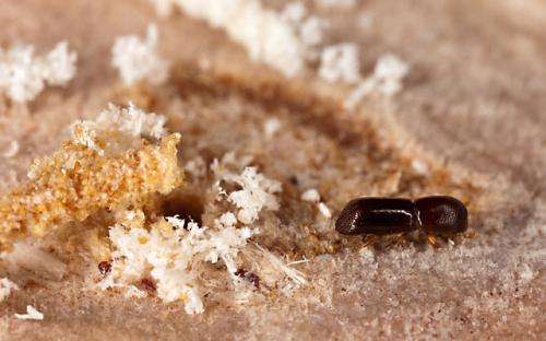 Beneficial fungi examined for battle against destructive beetles
